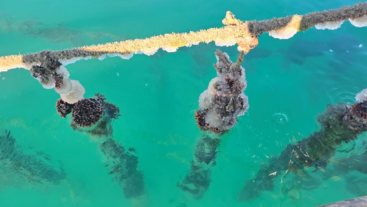 TEAMFORADRIS - Transnacionalni sistem za očuvanje dagnji u Jadranskom moru