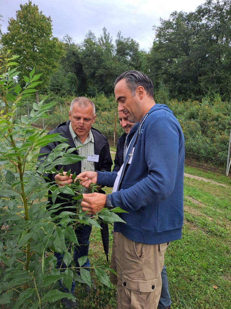 SCAN-DANUBE - Strategije za očuvanje populacije uskolisnog jasena Fraxinus angustifolia u dunavskom slivu