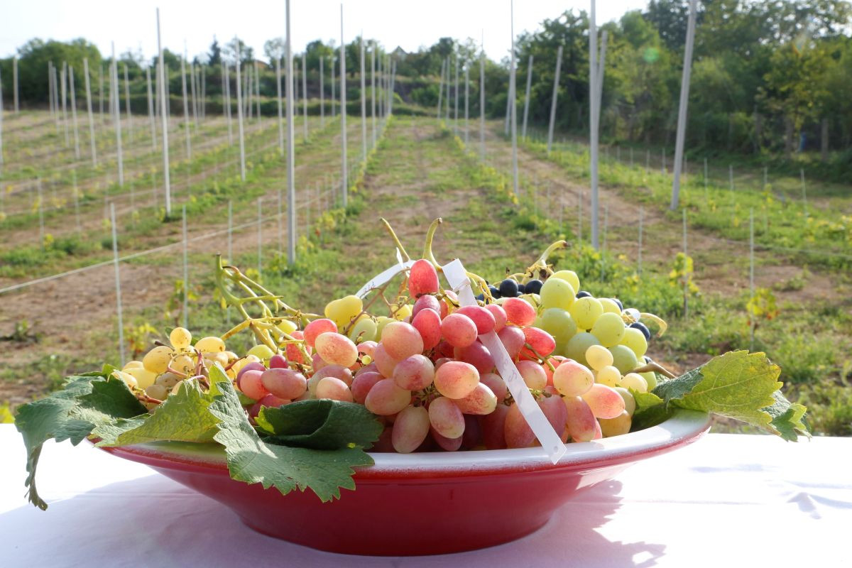 EnoGastroDEST - Enogastronomija u razvoju iskustvenog održivog turizma uz očuvanje enokulinarske baštine